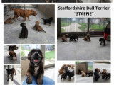 4 chiots Staffordshire Bull Terriers LOF &agrave; la r&eacute;servation
