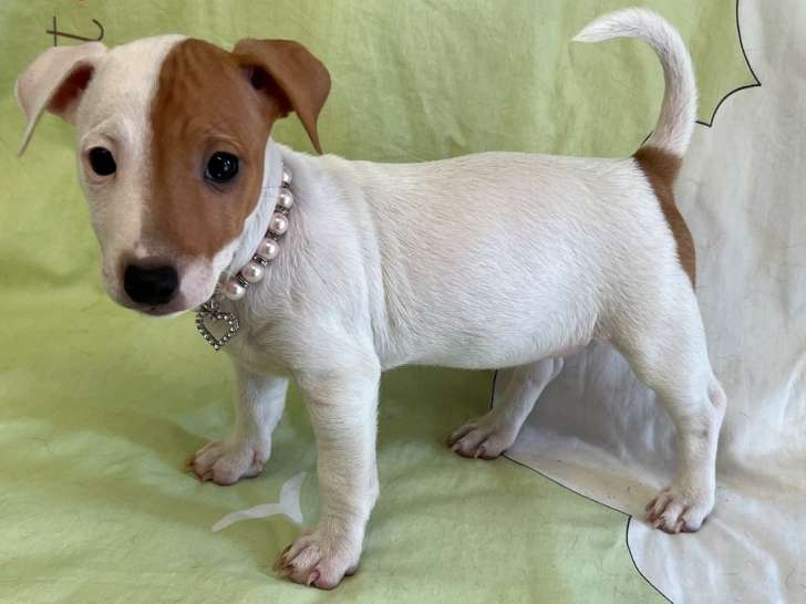 Un chiot femelle Jack Russell Terrier à la vente (LOF)