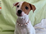 Un chiot femelle Jack Russell Terrier à la vente (LOF)
