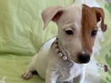 Un chiot femelle Jack Russell Terrier à la vente (LOF)