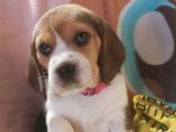 À acheter : 4 chiots Beagles LOF