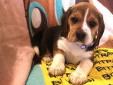 À acheter : 4 chiots Beagles LOF