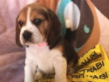 À acheter : 4 chiots Beagles LOF