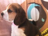 À acheter : 4 chiots Beagles LOF