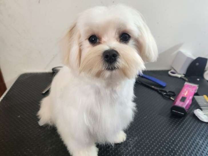 vendre chienne Bichon Maltais blanche g e de 4 ans LOF