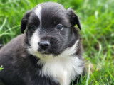 Réservation de chiots Bergers Américains Miniatures noir et blanc (LOF)
