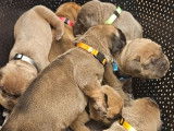 Réservation de deux chiot Cane Corso de robe fauve à masque noir (LOF)