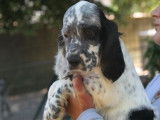 À vendre : chiot Setter Anglais mâle noir et blanc (LOF)