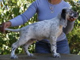 À vendre : chiot Setter Anglais mâle noir et blanc (LOF)