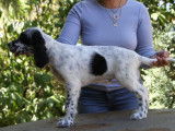 À vendre : chiot Setter Anglais mâle noir et blanc (LOF)