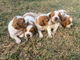 Réservation de chiots Épagneuls Bretons blanc et feu (LOF)