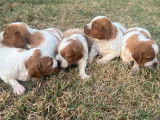 Réservation de chiots Épagneuls Bretons blanc et feu (LOF)