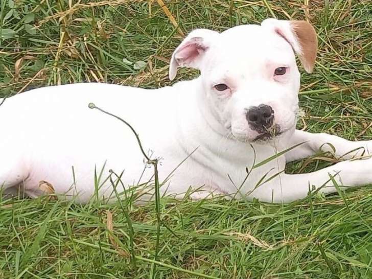 Chiot Staffordshire Bull Terrier mâle de robe blanche (LOF), à vendre