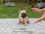 Vente de quatre chiots Bouledogues Français (LOF)