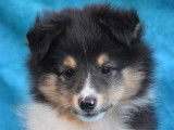Vente d’un chiot Berger des Shetland mâle de couleur tricolore (LOF)