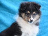 Vente d’un chiot Berger des Shetland mâle de couleur tricolore (LOF)