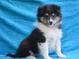 Vente d’un chiot Berger des Shetland mâle de couleur tricolore (LOF)