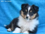 Vente d’un chiot Berger des Shetland mâle de couleur tricolore (LOF)