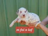 Réservation de chiots Dalmatiens noir et blanc (LOF)