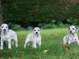 Réservation de chiots Dalmatiens noir et blanc (LOF)