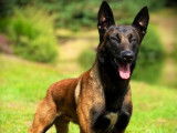 Réservation de 8 chiots Bergers Belges Malinois fauve bringé (LOF)