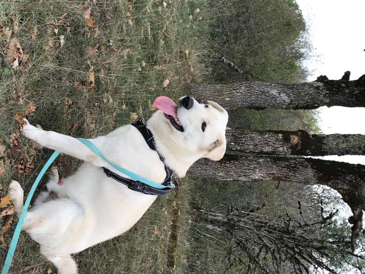 Chien Labrador croisé Husky de 18 mois à donner