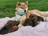 Myu et ces b&eacute;b&eacute;s shiba