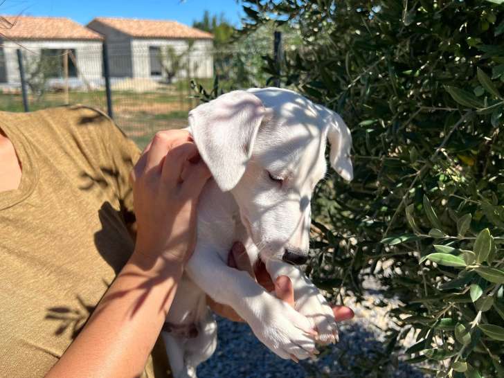 Chiot de race Jack Russell mâle à vendre
