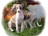 Chiots Whippet LOF à vendre