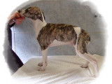 Chiots Whippet LOF à vendre