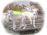 Chiots Whippet LOF à vendre
