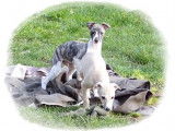 Chiots Whippet LOF à vendre