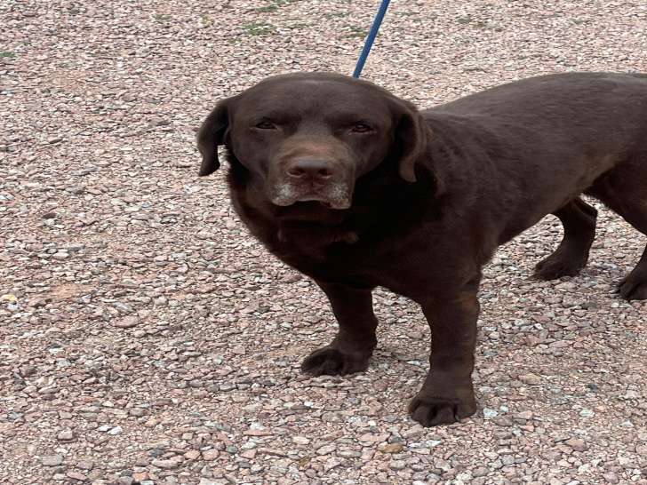 Labrador mâle chocolat retraité à vendre