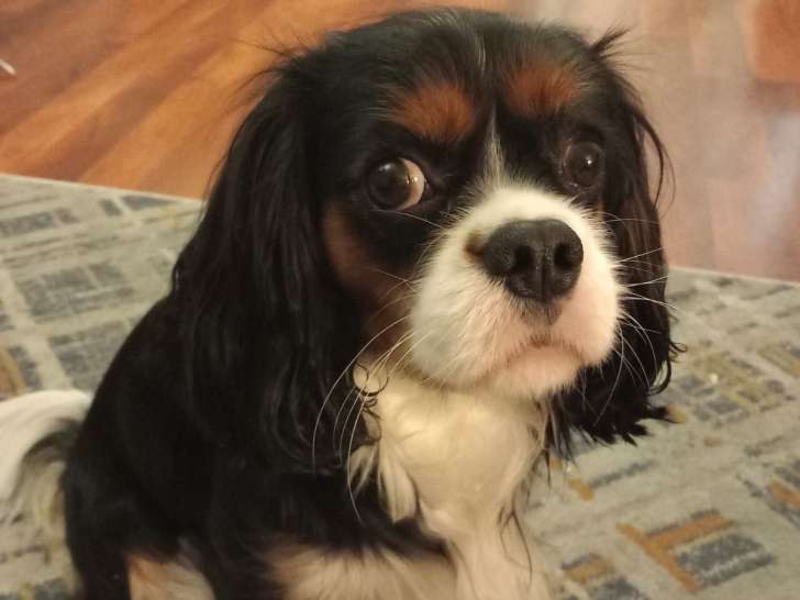 Mâle Cavalier King Charles Spaniel disponible pour saillie