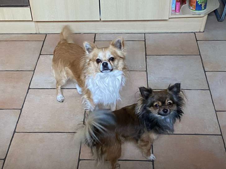 2 mâles Chihuahua de 2 ans et demi à vendre