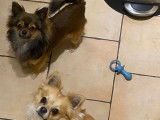 2 mâles Chihuahua de 2 ans et demi à vendre