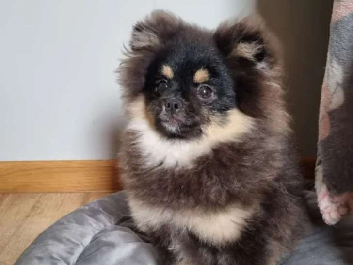 Magnifique chiot mâle loulou de poméranie