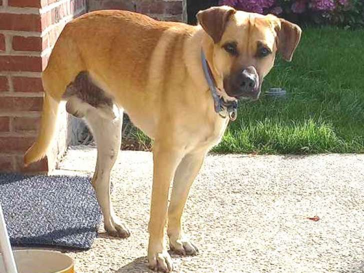 Chien beige à adopter
