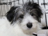 Chiot noir et blanc à donner