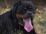 Chien Rottweiler à céder