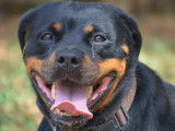 Chien Rottweiler &agrave; c&eacute;der