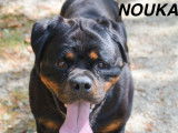 Chienne noir et feu à céder