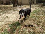 Chien à adopter