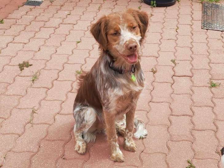 Chiot mâle à adopter