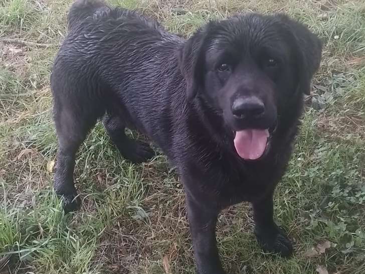 Male Labrador noir LOF à vendre pour retraite