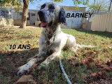 Chien Setter Anglais à céder