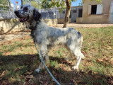 Chien Setter Anglais à céder