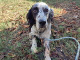 Chien Setter Anglais à céder