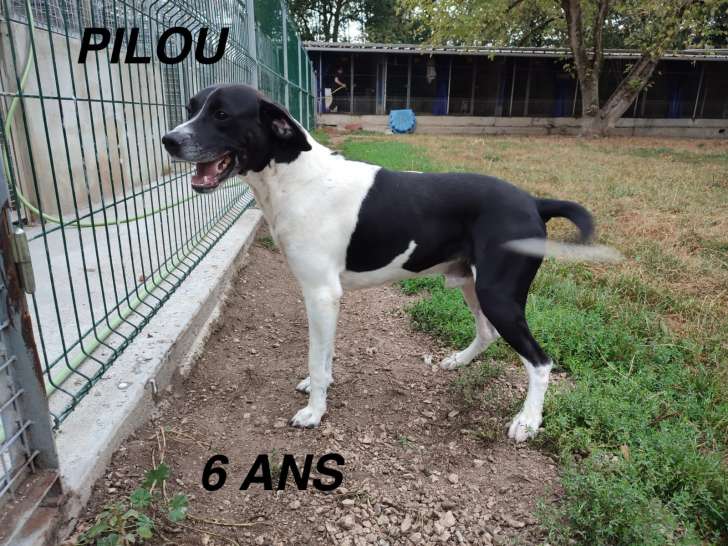 Chien à adopter