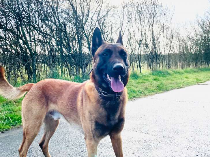 Mâle Berger Belge Malinois disponible pour saillie